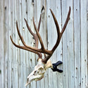 Trophy Socket STUBBY European Skull Mount