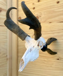 Trophy Socket Original European Skull Mount