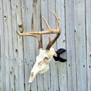 Trophy Socket STUBBY European Skull Mount