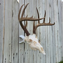 Trophy Socket STUBBY European Skull Mount