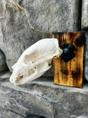 Trophy Socket Micro European Skull Mount