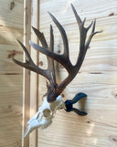 Trophy Socket Original European Skull Mount
