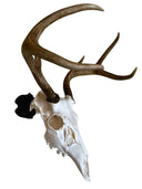 Trophy Socket Micro European Skull Mount