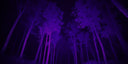 Thermal night vision view of forest trees for predator hunting optics
